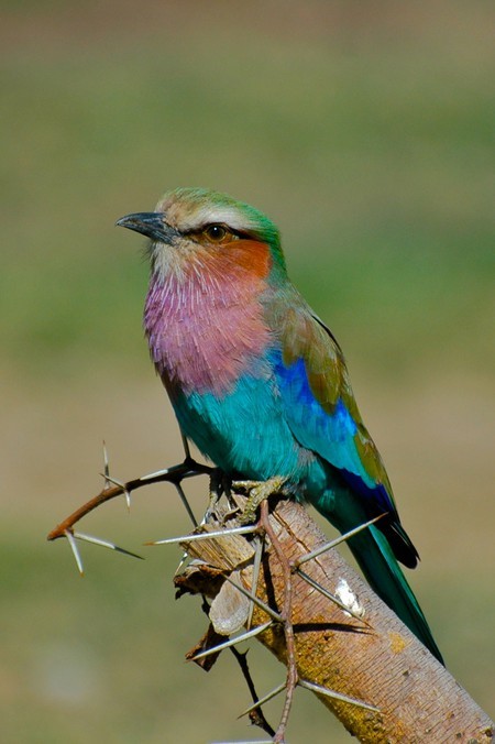 		A lilac-breasted roller | ©Ken Clifton/Flickr